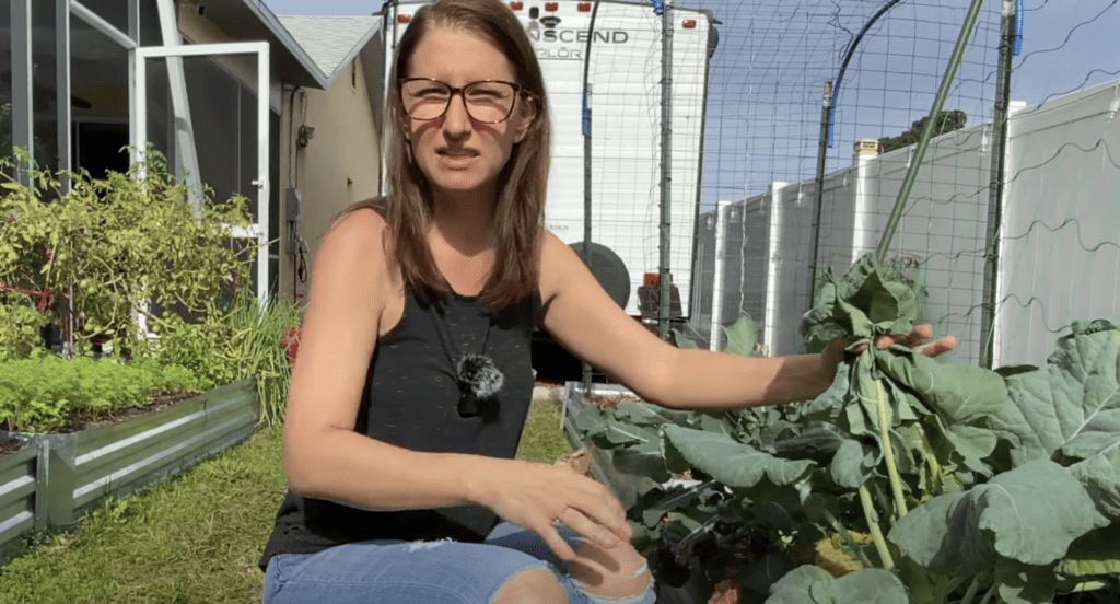 Growing Large Cauliflower Heads